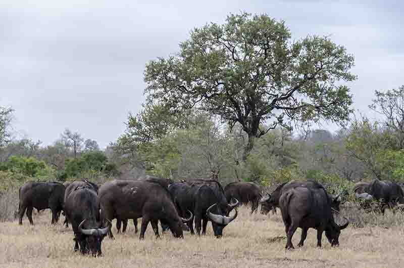 61 - Bufalos africanos - reserva Sabi Sands - Sudafrica